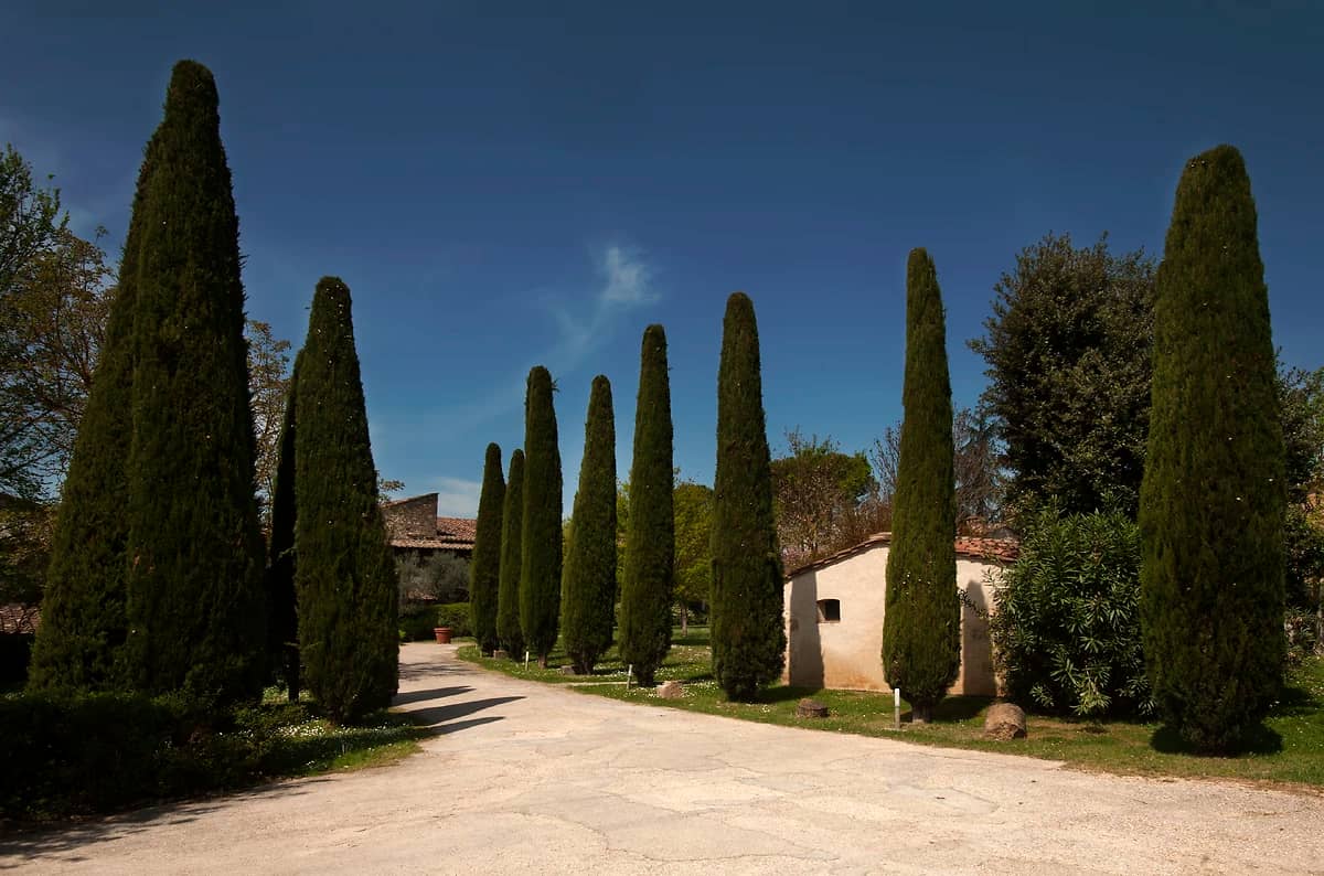 Allée, Relais Della Rovere, Toscane, Italie