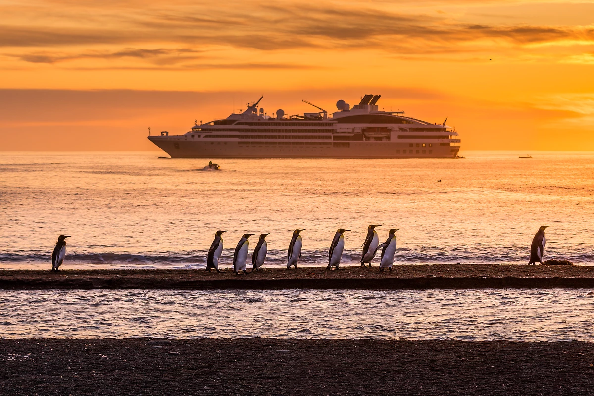 Manchots royaux, St Andrews, Les Sisterships