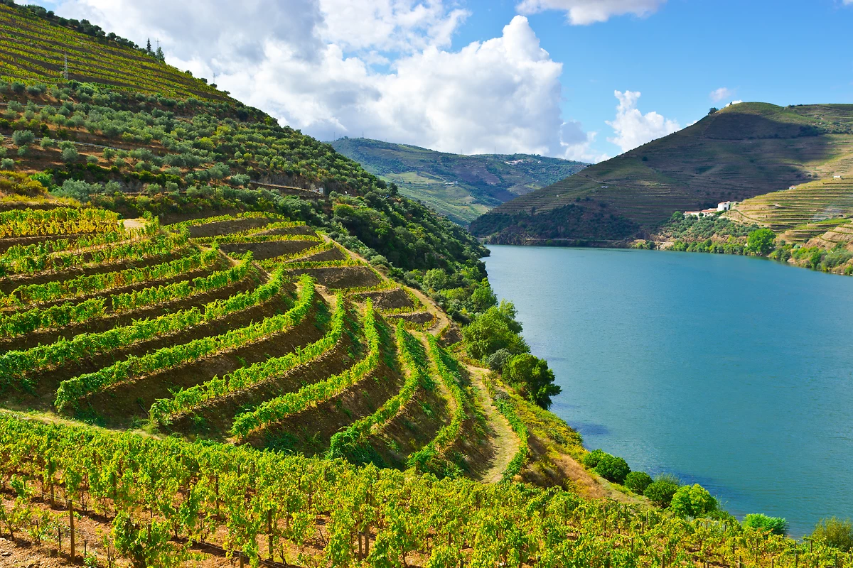 Vignobles, Vallée du Douro, Portugal