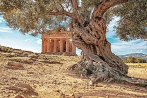 Temple grec, vallée des Temples, Agrigente, Sicile